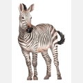 zebra | plakat. plakat dla dzieci. dekoracje pokoju