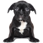 sticker | puppy L