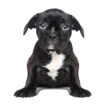 sticker | puppy S