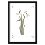 poster | snowdrops
