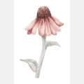 flower poster for kids / poster with flower for kids / kids' poster / poster for children's room