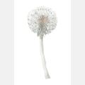 dandelion poster for kids / flower poster for kids / kids' poster / poster for children's room