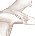 wallpaper dinosaurs sepia / dinosaurs / wallpaper for kids / wallpaper pastelowe love